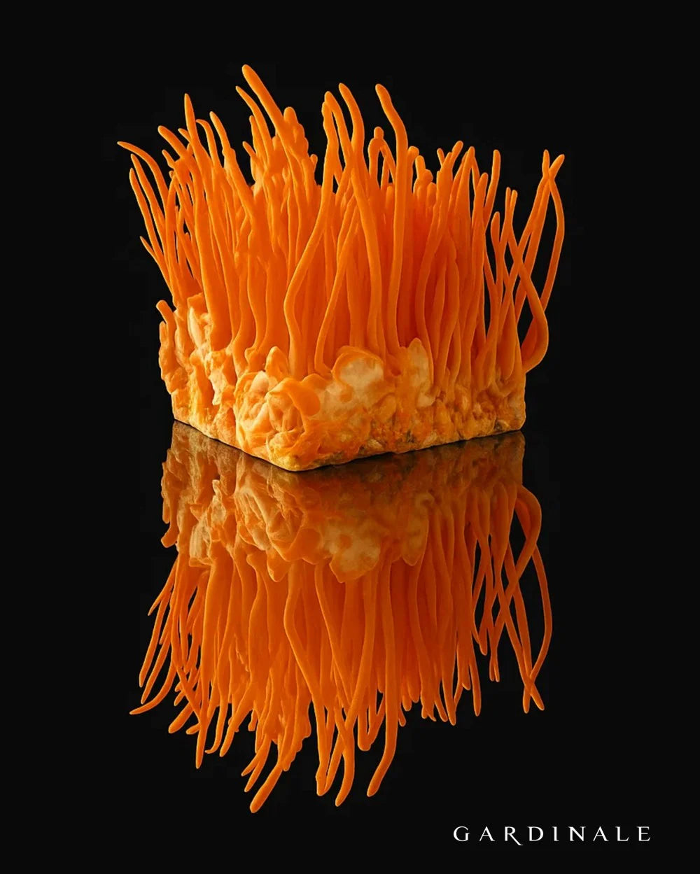 Bioekstrakt - CORDYCEPS - 30 ml